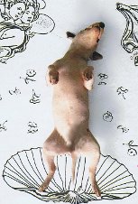 Rafael M.'s Kampfhund als Goettin Venus