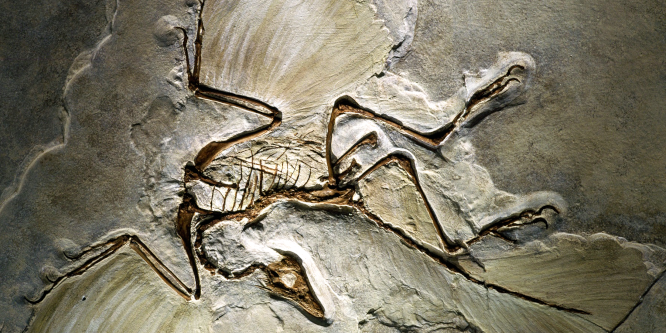 Bild: Archaeopteryx Berliner Fossil