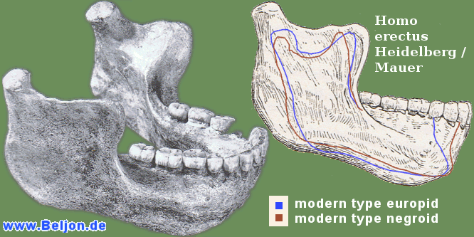 Bild: Homo erectus Fruehmensch Unterkiefer von Heidelberg Mauer