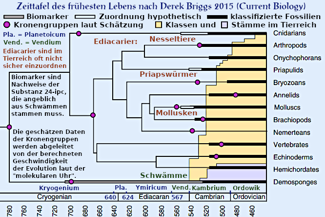 Grafik der Kambrischen Explosion